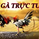 các trang cá cược đá gà trực tuyến