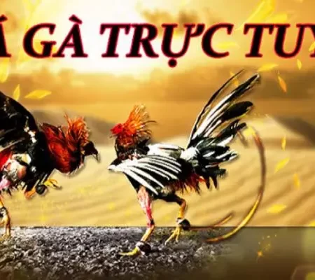 Các Trang Cá Cược Đá Gà Trực Tuyến Được Đánh Giá 5 Sao