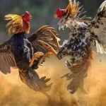 Xem đá gà có bị phạt không